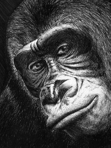 « Autoportrait Silverback » — tirage pigmentaire N&B, édition limitée